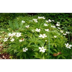 Canada Anemone